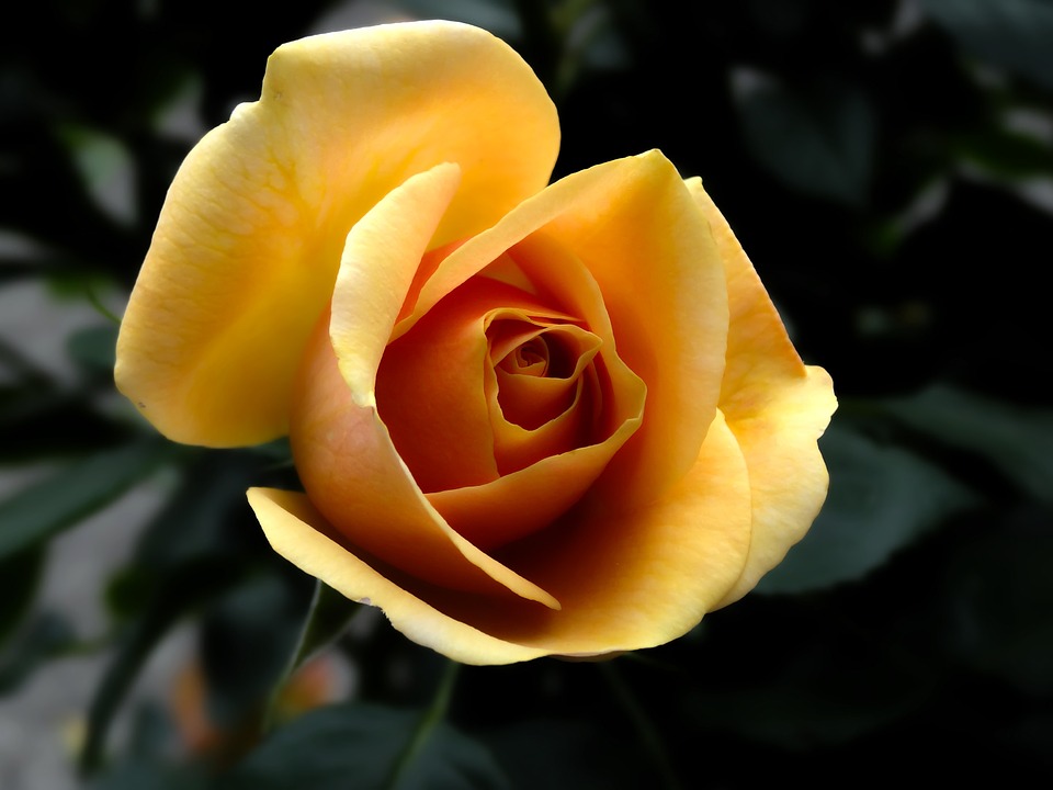 žlutá růže