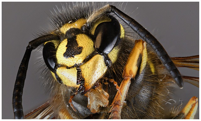 hlava včely.jpg