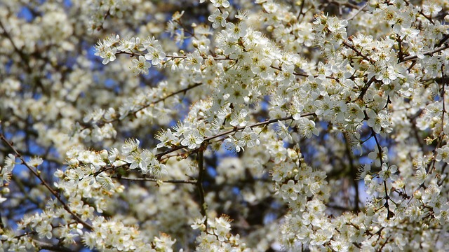 jarní květy.jpg