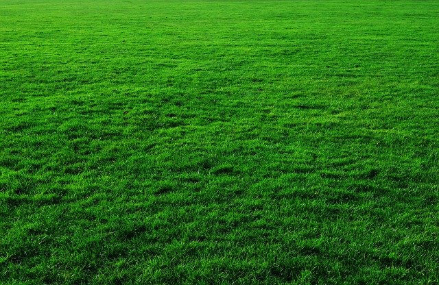 zelená plocha trávníku